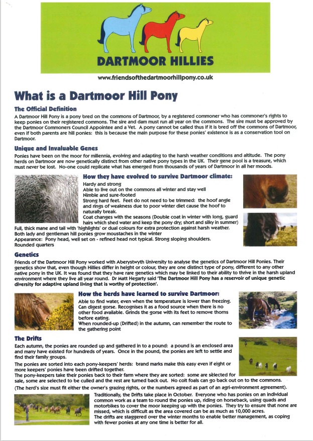 Dartmoor Hillies 1