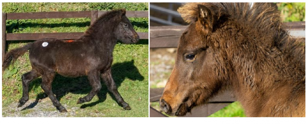Online Pony Auction Report