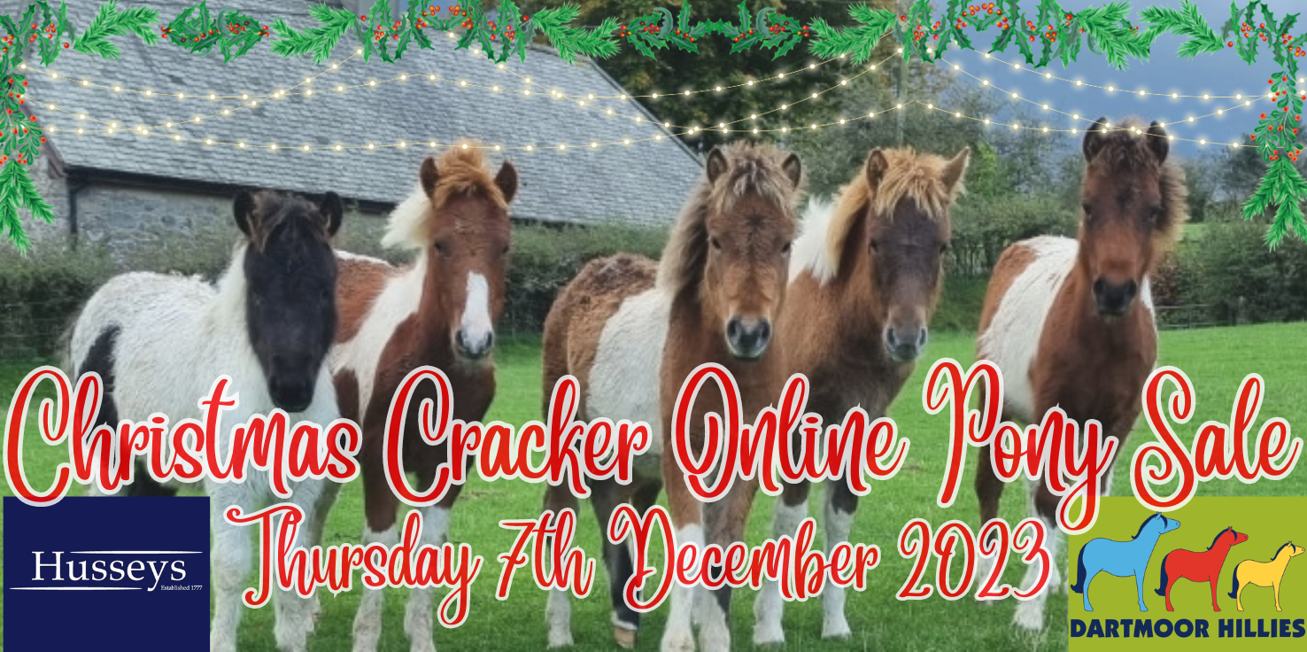 Christmas Cracker Online Pony Sale fb cover